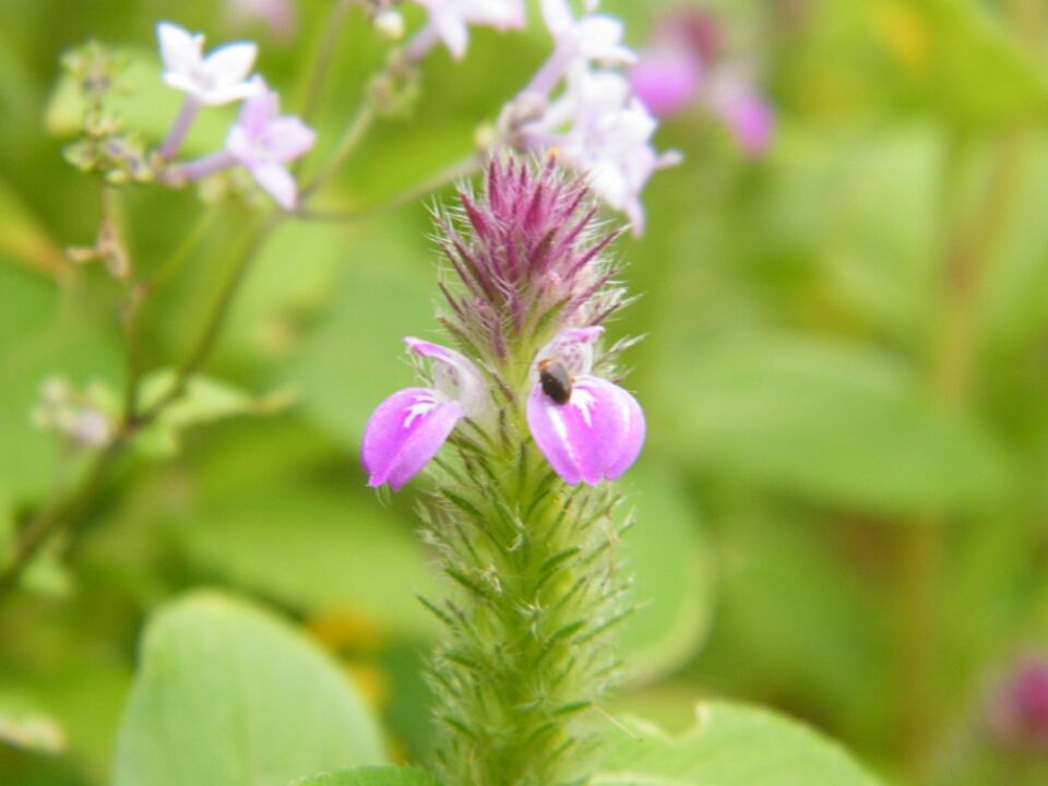 Photo of Kaas...... World of flowers by Jay Bhansali