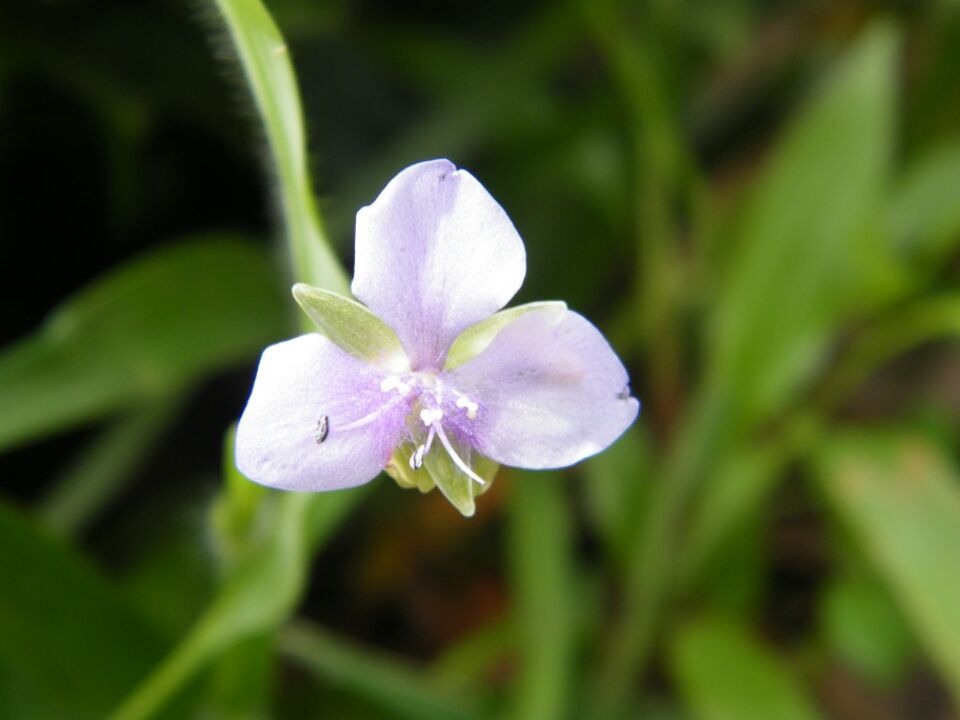 Photo of Kaas...... World of flowers by Jay Bhansali