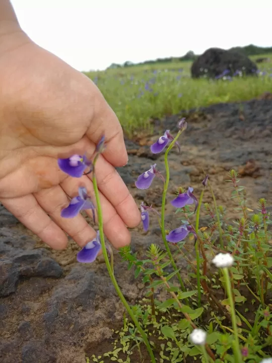 Photo of Satara by Jay Bhansali