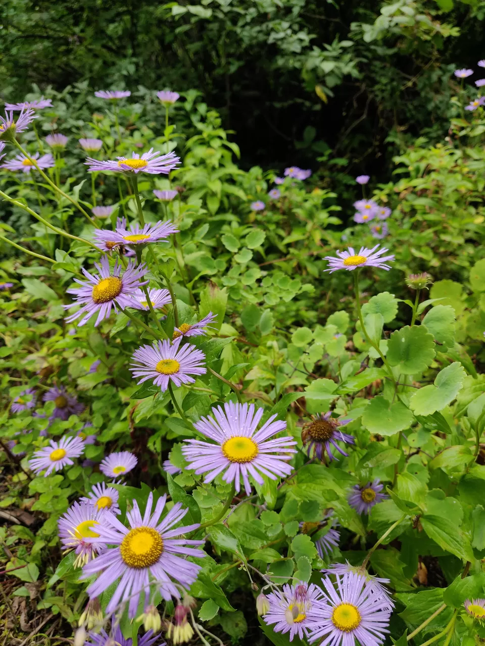 Photo of Valley of Flowers National Park, Uttarakhand, India by letsdosometravel