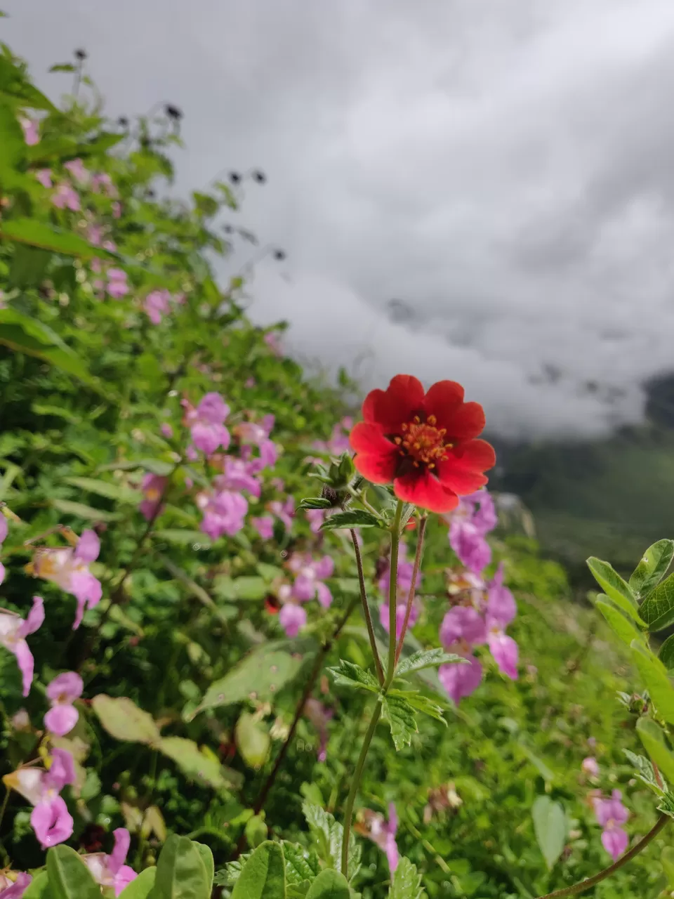 Photo of Valley of Flowers National Park, Uttarakhand, India by letsdosometravel