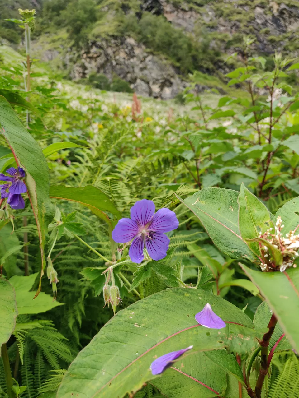 Photo of Valley of Flowers National Park, Uttarakhand, India by letsdosometravel