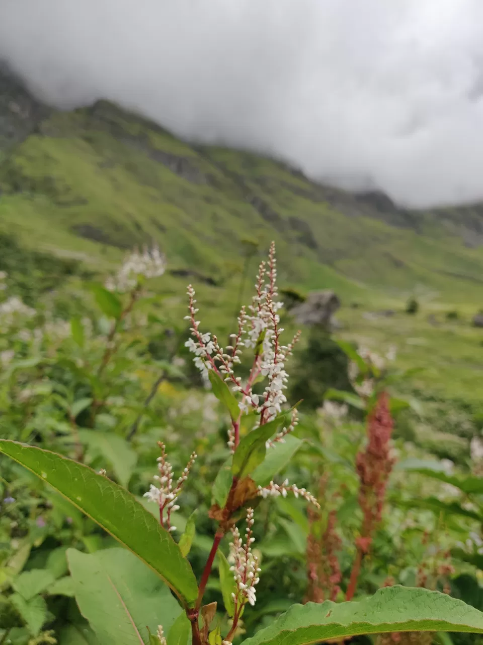 Photo of Valley of Flowers National Park, Uttarakhand, India by letsdosometravel
