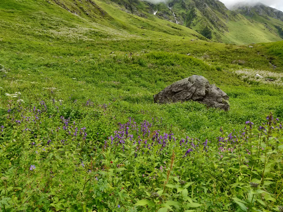 Photo of Valley of Flowers National Park, Uttarakhand, India by letsdosometravel