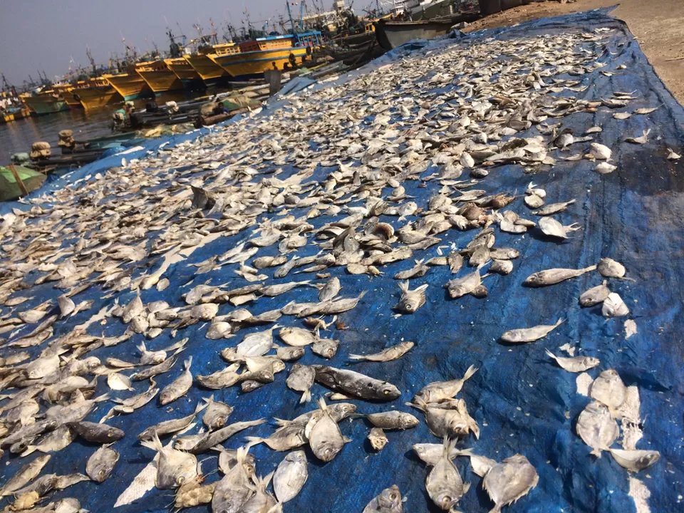 Photo of Vizag—- fish land by himanshu Koshle