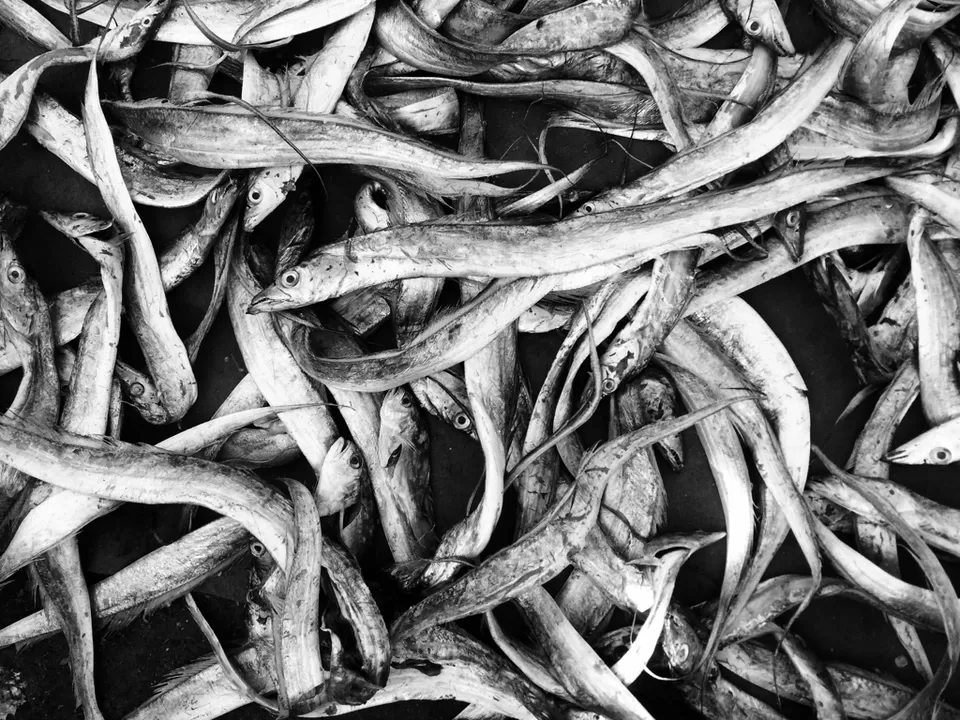 Photo of Vizag—- fish land by himanshu Koshle