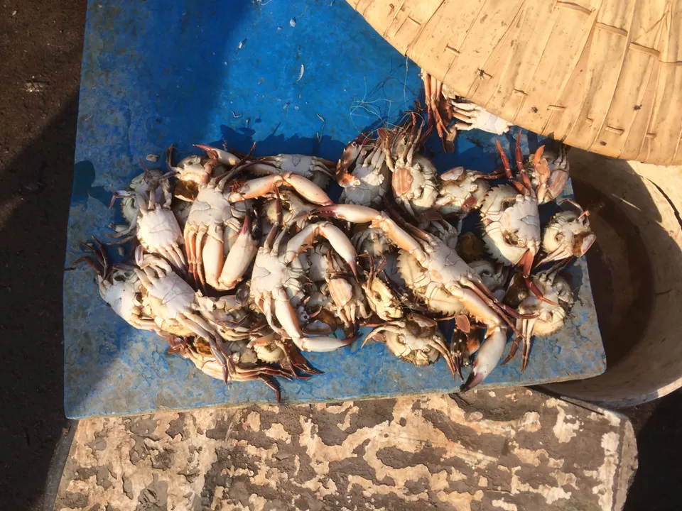 Photo of Vizag—- fish land by himanshu Koshle