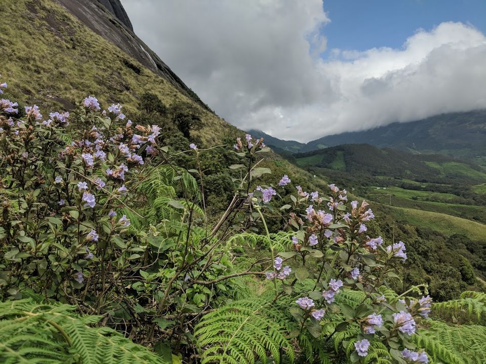Photo of Munnar, Kerala, India by Rakchhya Uprety