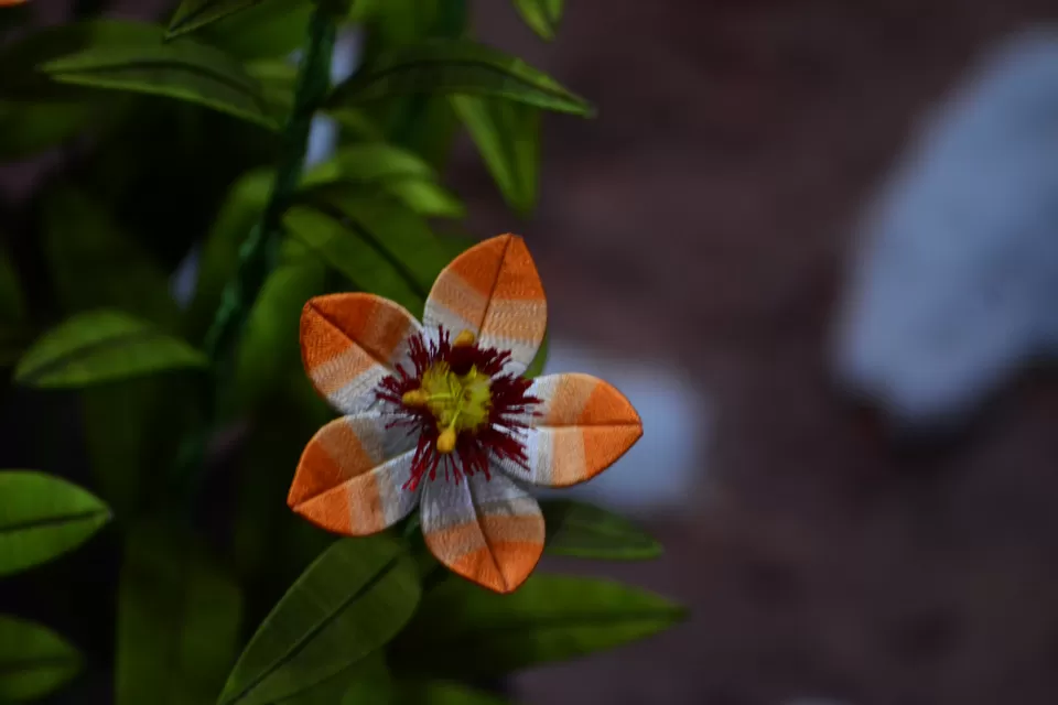 Photo of Thread Garden, Kathadimattam, Ooty, Tamil Nadu, India by Rakchhya Uprety
