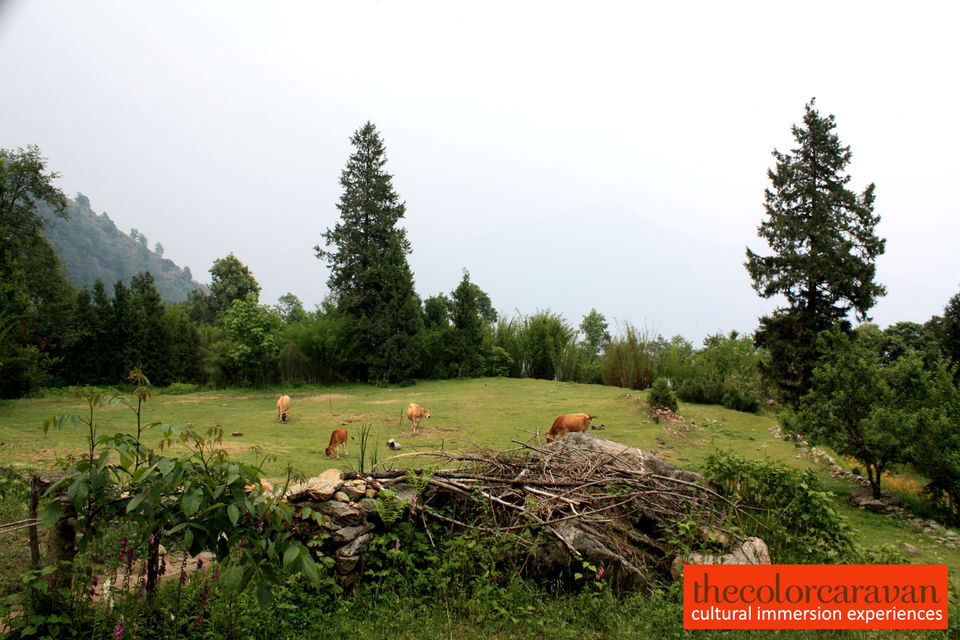 Photo of A cultural journey to a Himalayan Village 7/12 by Swati Seth