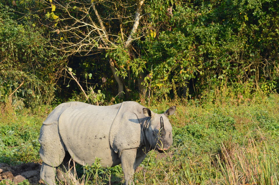 Photo of A memorable trip to Guwahati-Majuli-Sivasagar-Kaziranga by Amruta Akulkar