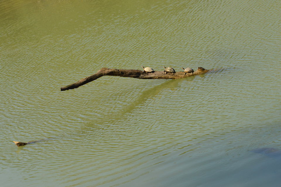 Photo of A memorable trip to Guwahati-Majuli-Sivasagar-Kaziranga by Amruta Akulkar