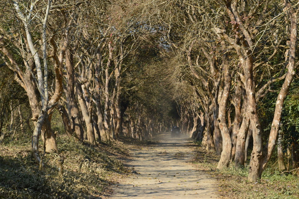 Photo of Kaziranga National Park, Assam, India by Amruta Akulkar