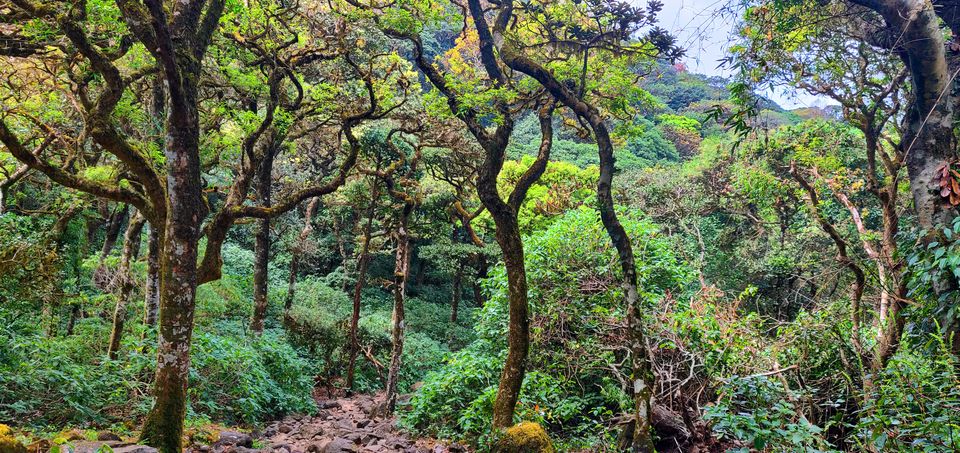 Photo of Kumara Parvatha (Pushpagiri Peak) Trek by Akhil Vijayakumar