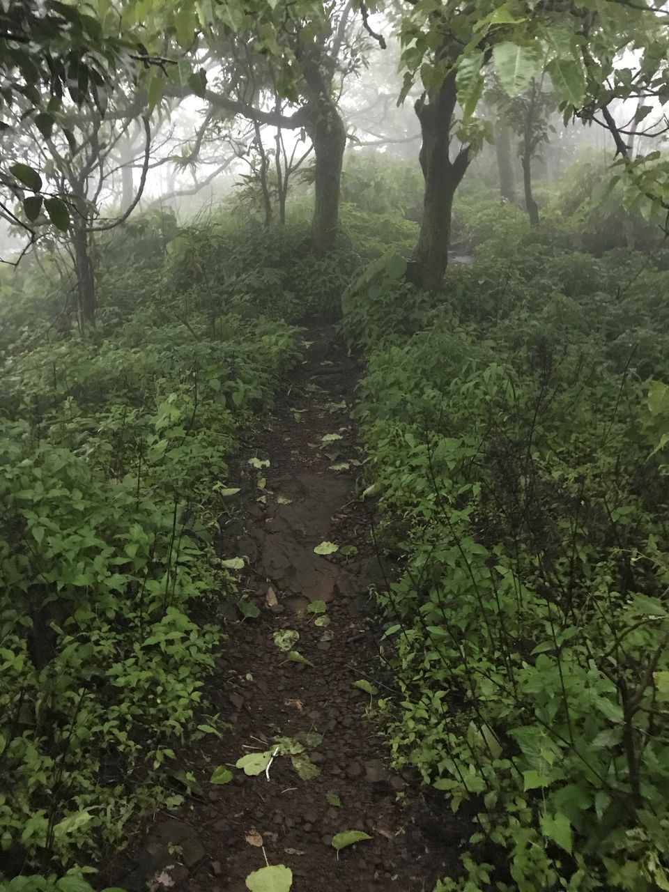 Photo of Rajmachi Fort, Pune, Maharashtra, India by Asif Rashid