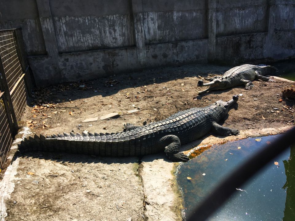 Photo of Crocodile Zoo, Norgay lam, Phuentsholing, Bhutan by Lokesh Aryan