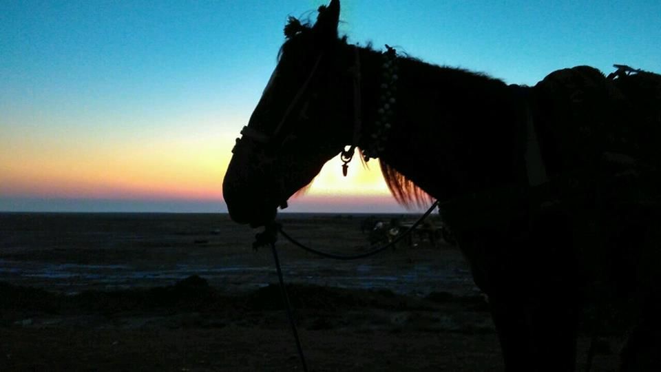 Photo of The White Rann of Kutch: A Canvas That Will Turn You Into An Artist! 2/7 by Prerna Pratham Singh