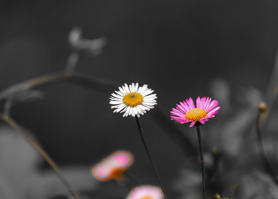 Photo of Kodaikanal, Tamil Nadu, India by Yogesh Rajput