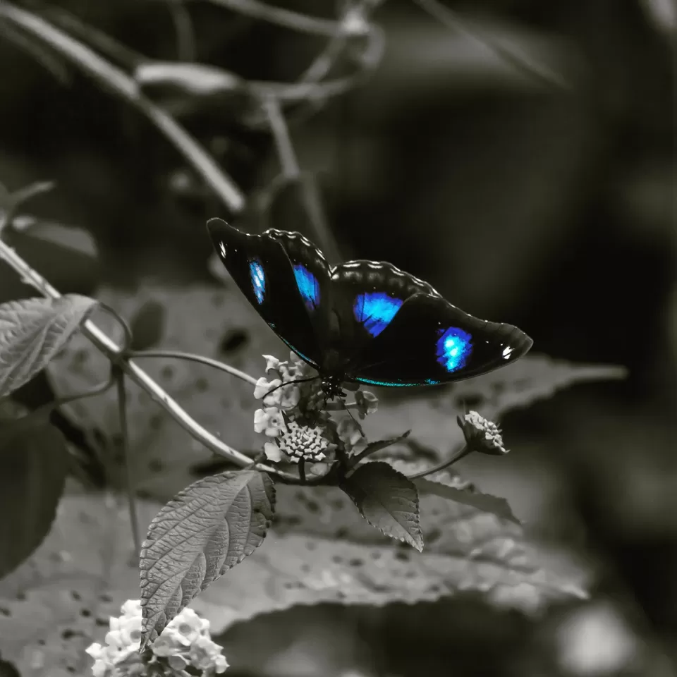 Photo of It takes time for visiting places in Coorg..So plan it accordingly by Yogesh Rajput