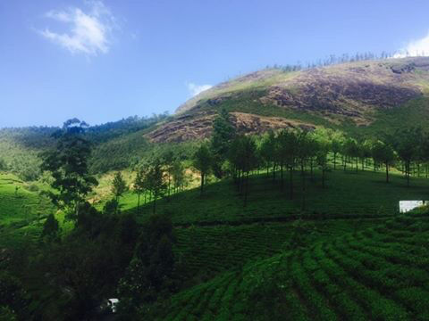 Photo of Igloo Nature Resort, Chekuthan Mukk, Munnar, Kerala, India by Travel_To_Tan