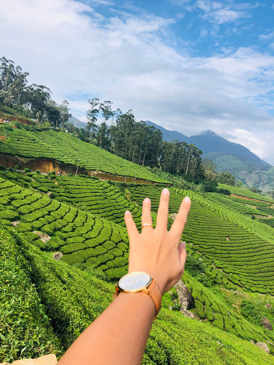 Photo of Tea Gardens, Munnar, Kerala, India by Travel_To_Tan