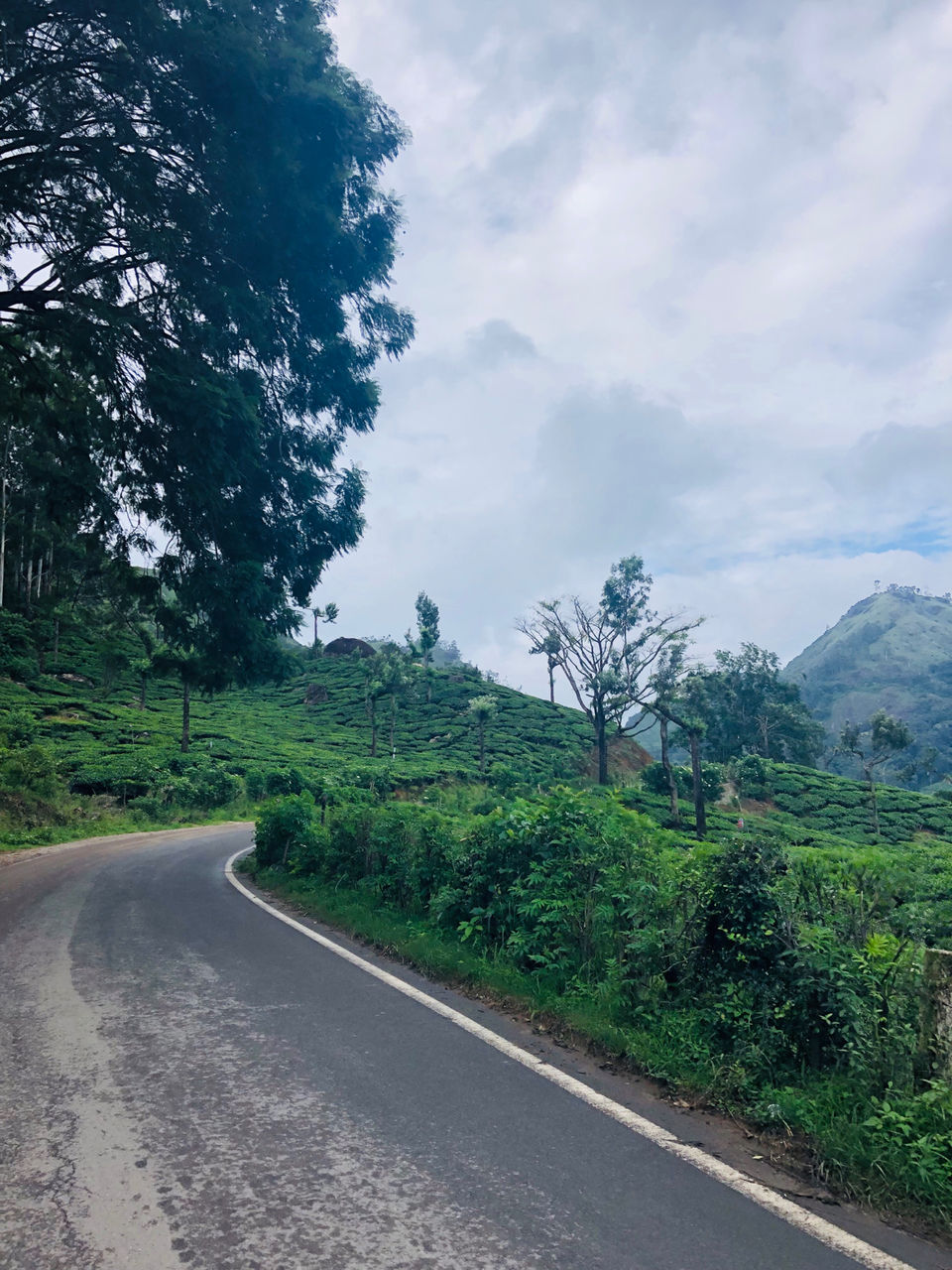 Photo of Tea Gardens, Munnar, Kerala, India by Travel_To_Tan