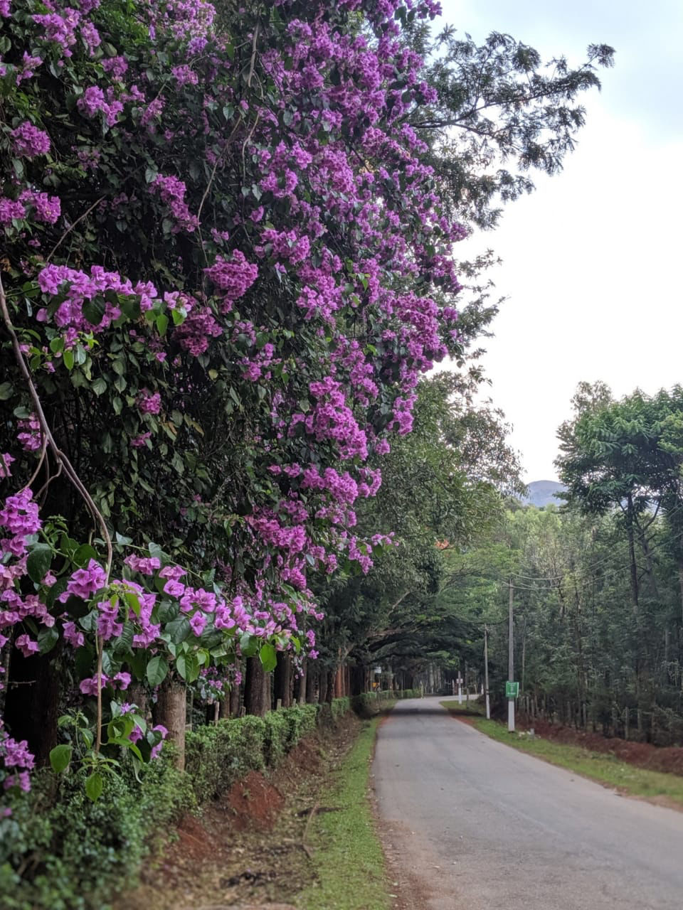 Photo of Mullayanagiri, Chikmagalur, Karnataka, India by Travel_To_Tan