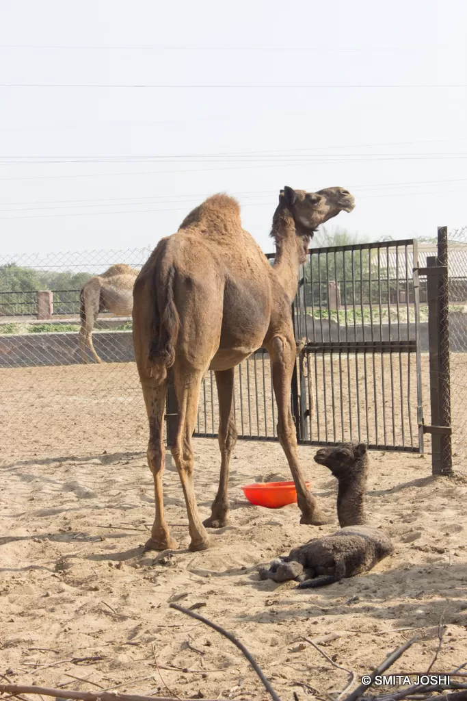 Photo of Hotel Sagar Bikaner, Sri Ganganagar Road, Samta Nagar, Bikaner, Rajasthan, India by Smita Joshi