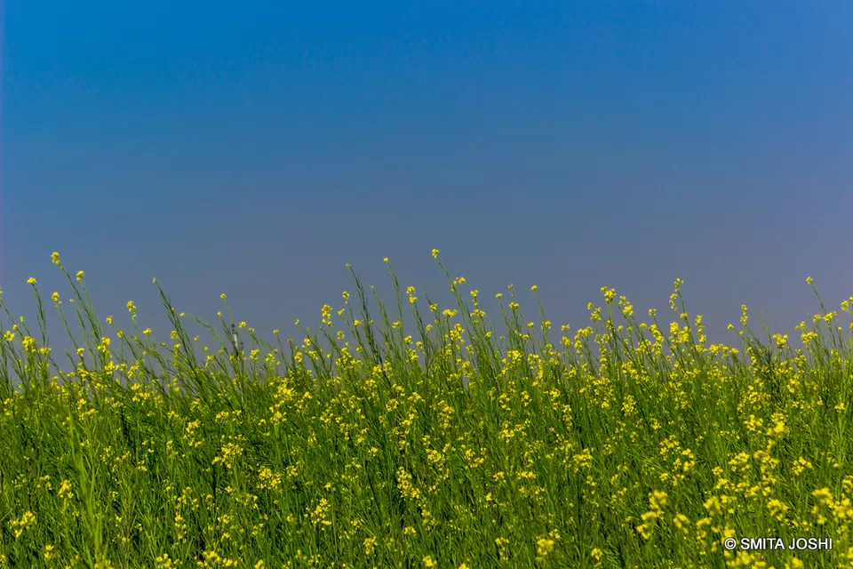 Photo of Hotel Sagar Bikaner, Sri Ganganagar Road, Samta Nagar, Bikaner, Rajasthan, India by Smita Joshi