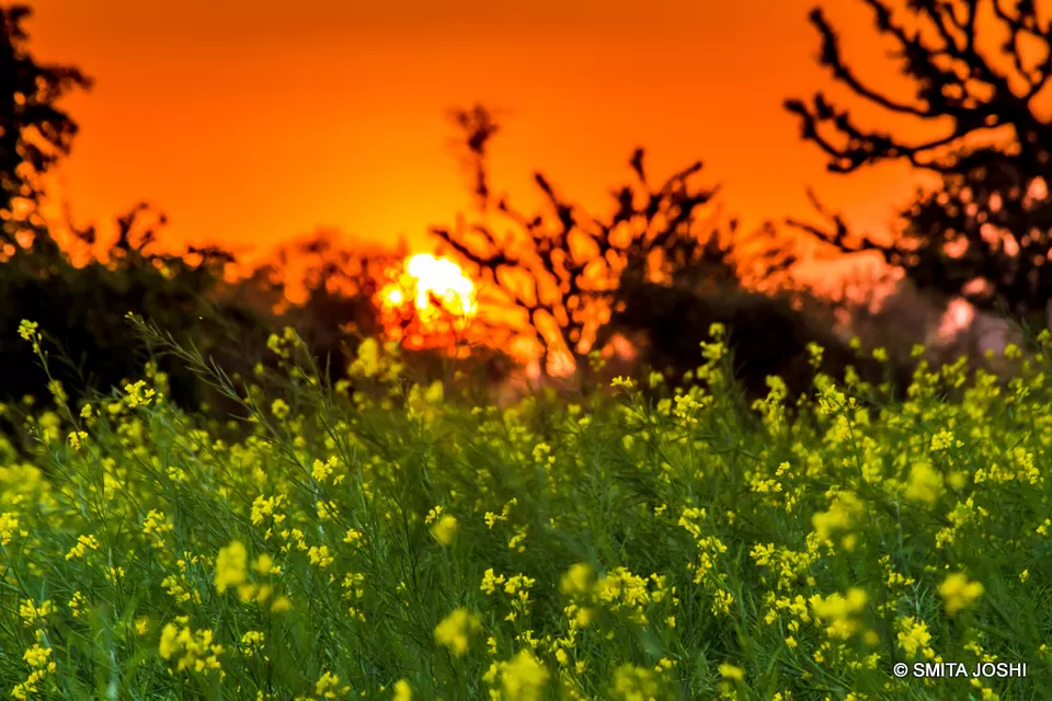 Photo of Hotel Sagar Bikaner, Sri Ganganagar Road, Samta Nagar, Bikaner, Rajasthan, India by Smita Joshi
