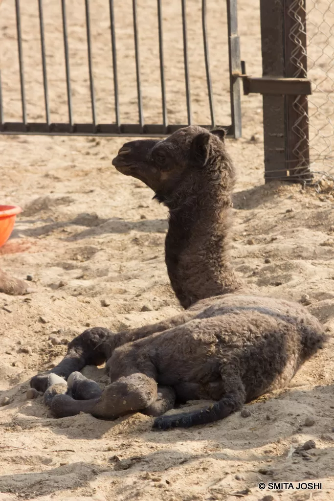 Photo of Hotel Sagar Bikaner, Sri Ganganagar Road, Samta Nagar, Bikaner, Rajasthan, India by Smita Joshi