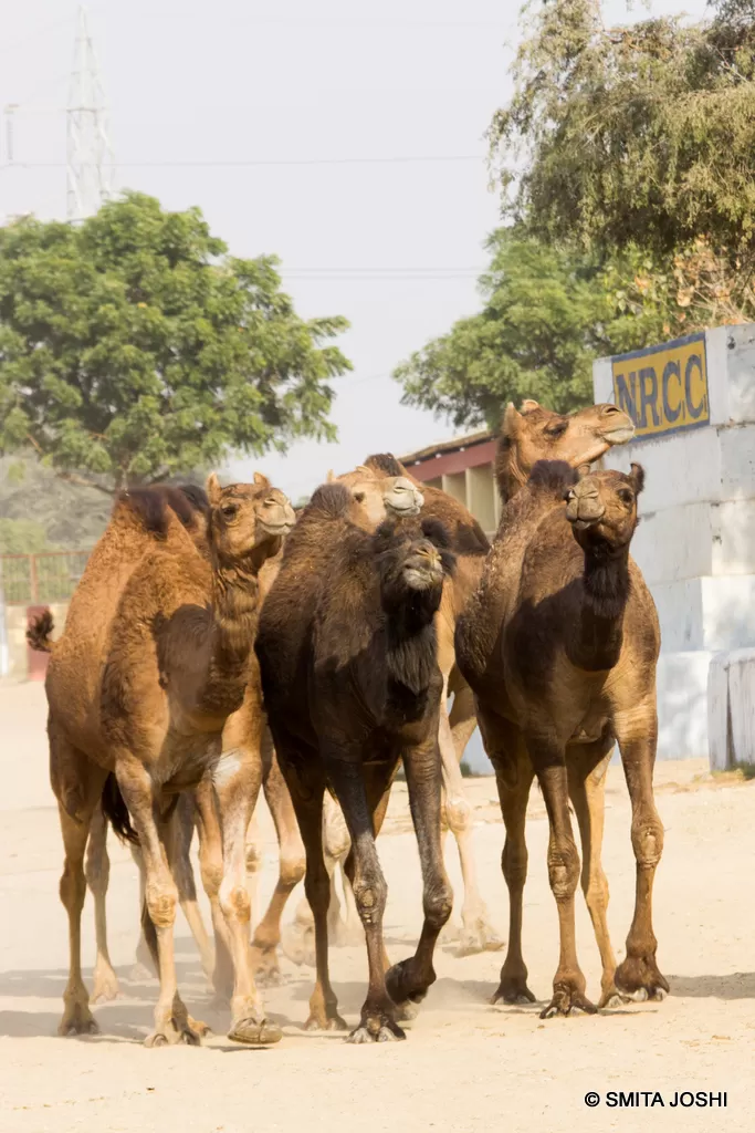 Photo of Hotel Sagar Bikaner, Sri Ganganagar Road, Samta Nagar, Bikaner, Rajasthan, India by Smita Joshi