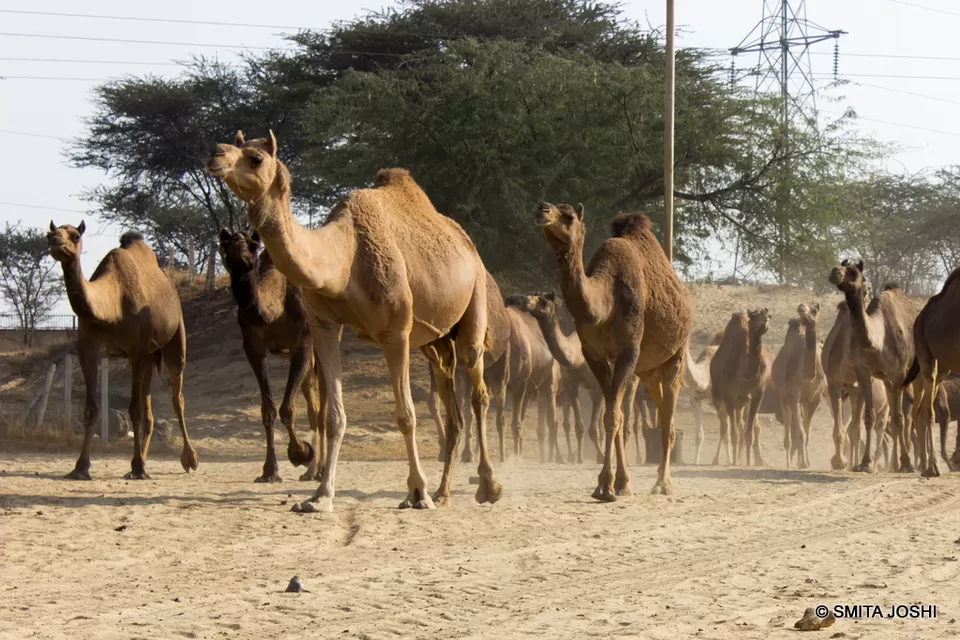 Photo of Hotel Sagar Bikaner, Sri Ganganagar Road, Samta Nagar, Bikaner, Rajasthan, India by Smita Joshi