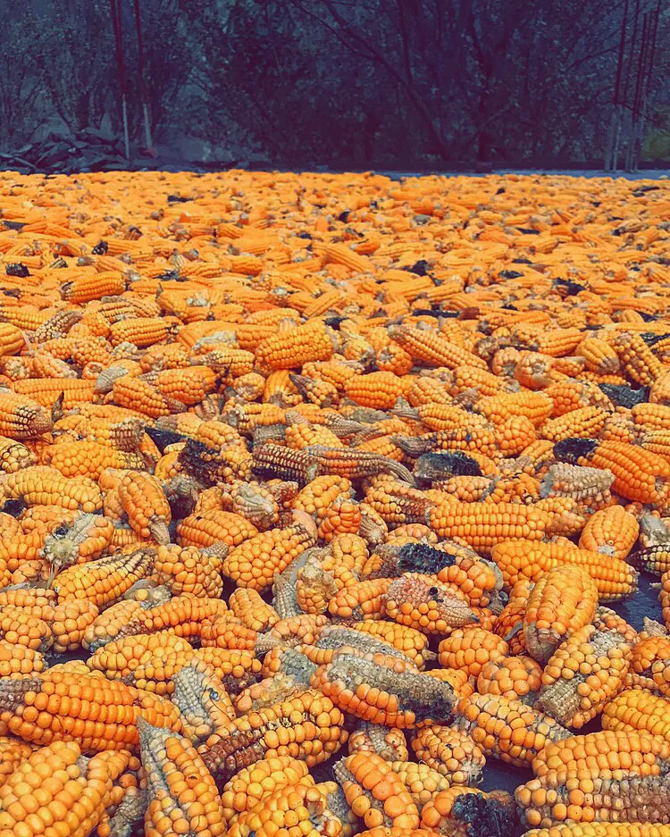 Photo of Himachal Pradesh by Suraj Sharma