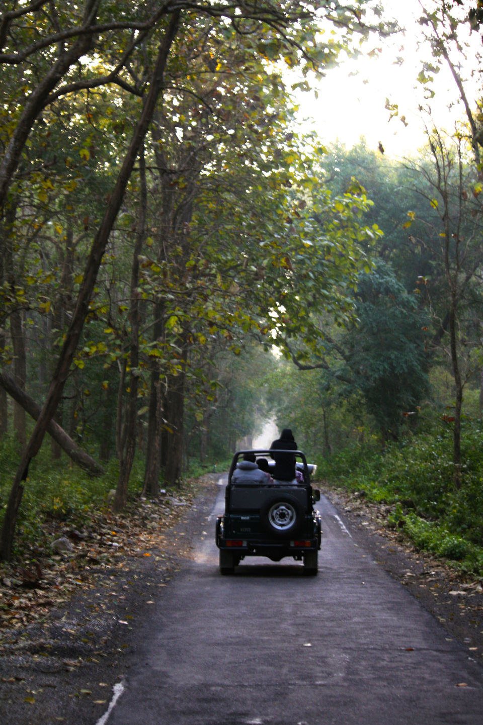 Photo of Jim Corbett National Park, Ramnagar, Uttarakhand, India by Divya Mahesh Kumar