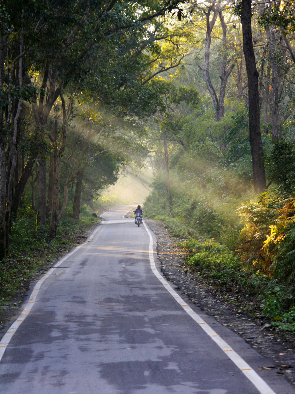 Photo of Jim Corbett National Park, Ramnagar, Uttarakhand, India by Divya Mahesh Kumar