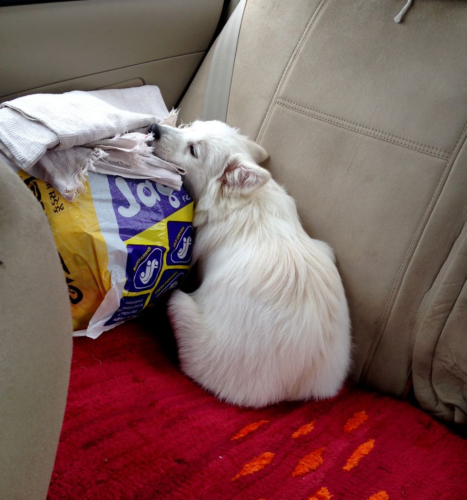Photo of Road tripping with my pooch #Travelwithpets by Krutika Joshi