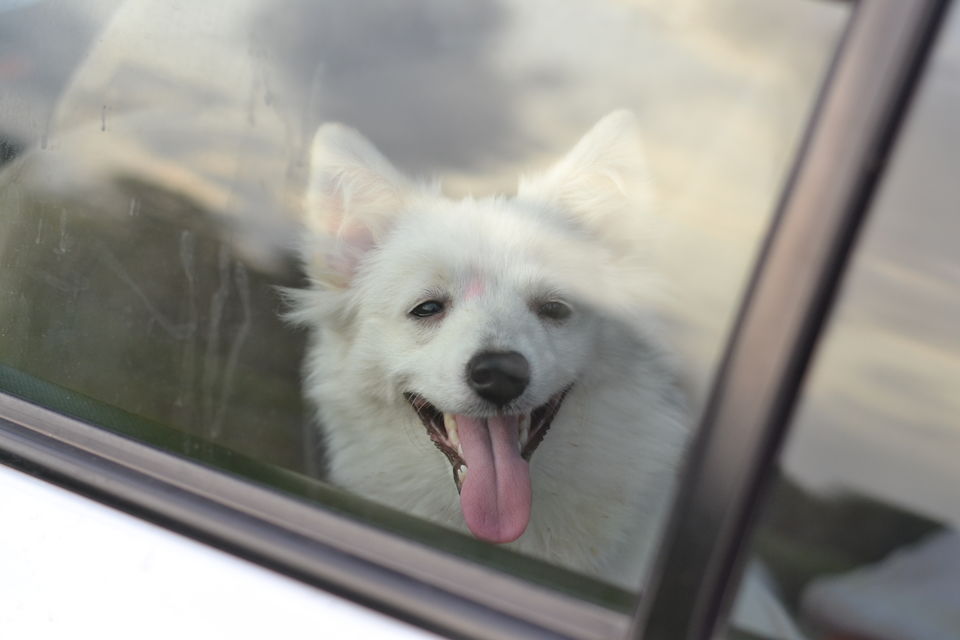 Photo of Road tripping with my pooch #Travelwithpets by Krutika Joshi