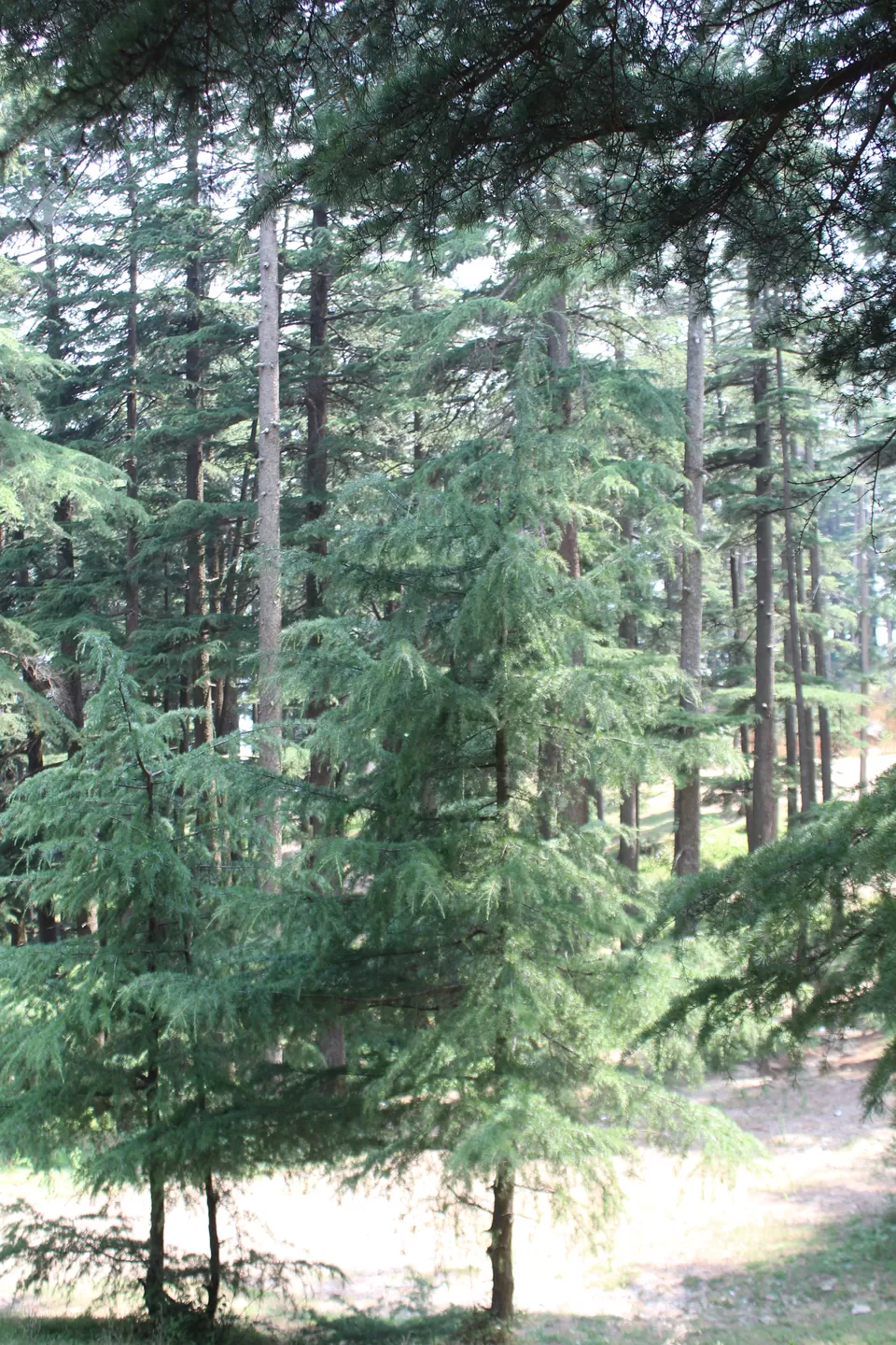 Photo of Shimla- From The Eyes Of A Local #destinationskip by shikha kanwar