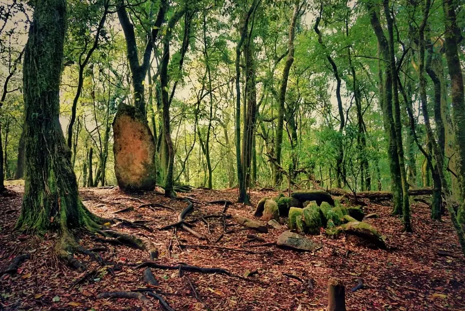 Photo of Sacred forest, Synrang Kaban, Meghalaya, India by SK......