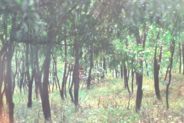 Photo of Matheran, Maharashtra, India by Jagrut Bhatt