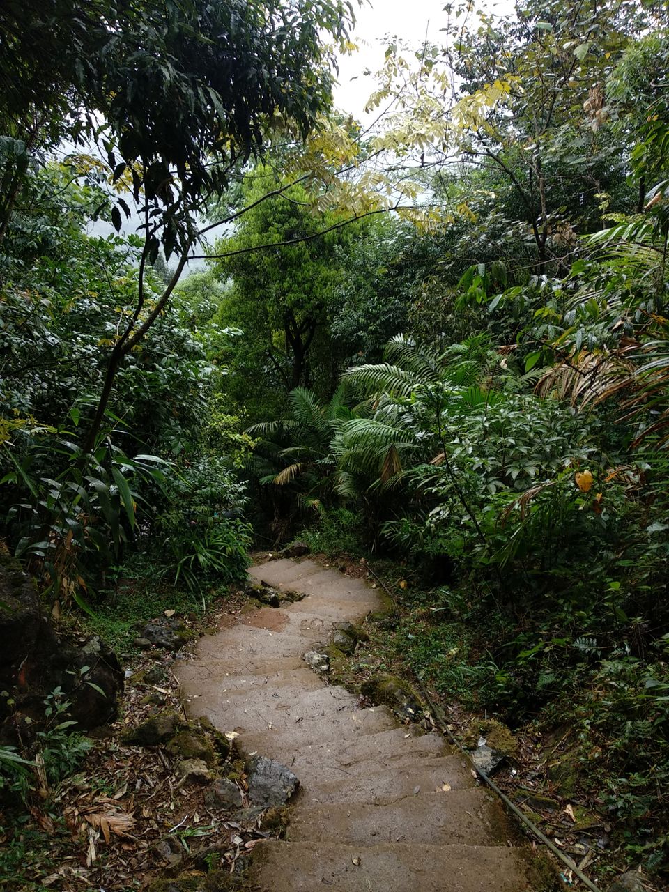 Photo of Jingkieng Nongriat Double Decker Living Root Bridge, Meghalaya, India by Trusha govekar