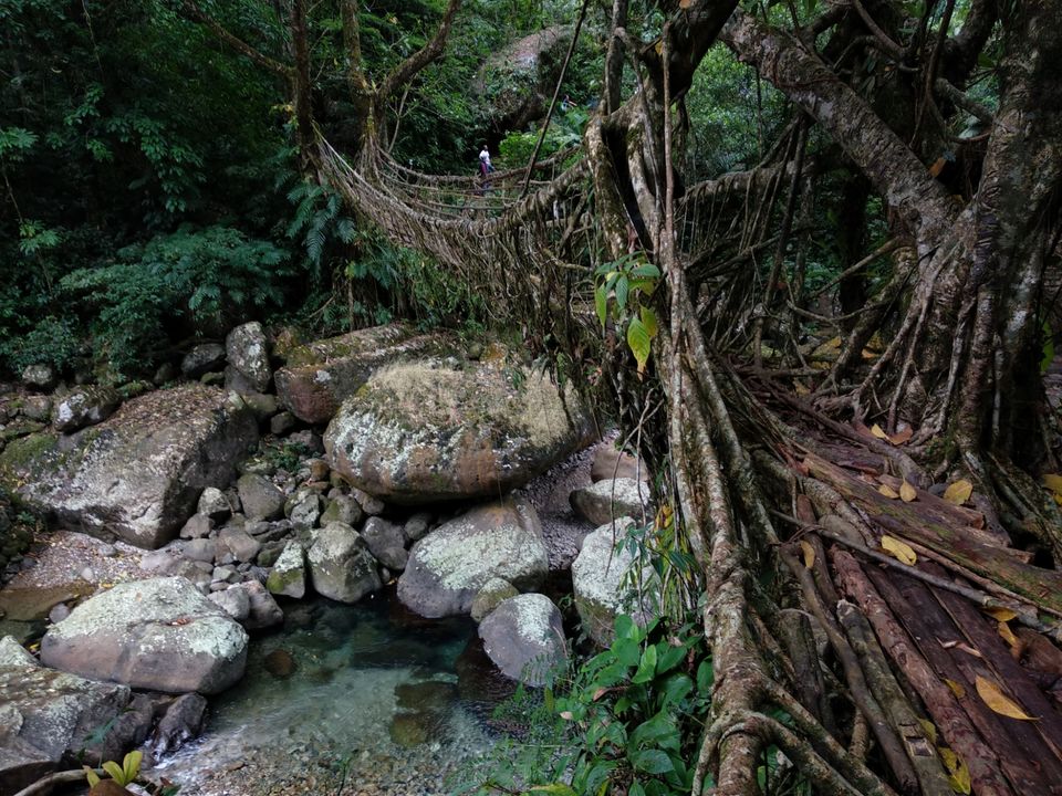 Photo of Jingkieng Nongriat Double Decker Living Root Bridge, Meghalaya, India by Trusha govekar
