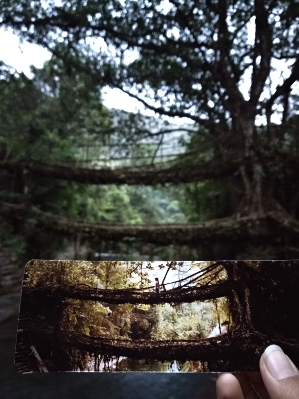 Photo of Jingkieng Nongriat Double Decker Living Root Bridge, Meghalaya, India by Trusha govekar