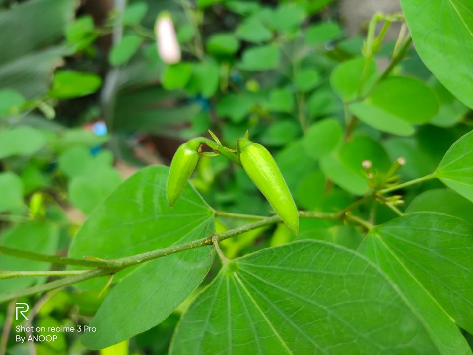 Photo of Ramanagara, Karnataka, India by Anoop Kumar Singh