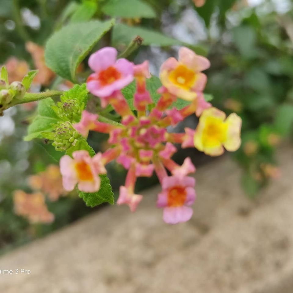 Photo of Nandi Hills, Nandi Hills, Karnataka, India by Anoop Kumar Singh