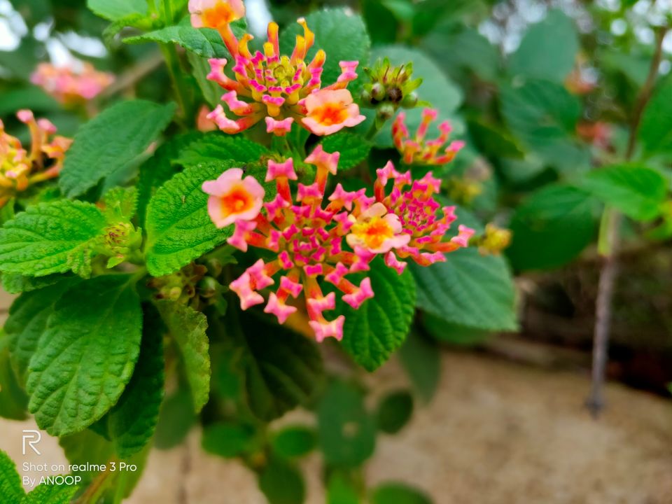 Photo of Nandi Hills, Nandi Hills, Karnataka, India by Anoop Kumar Singh