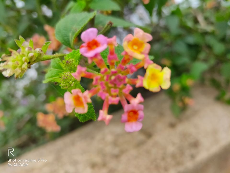 Photo of Nandi Hills, Nandi Hills, Karnataka, India by Anoop Kumar Singh