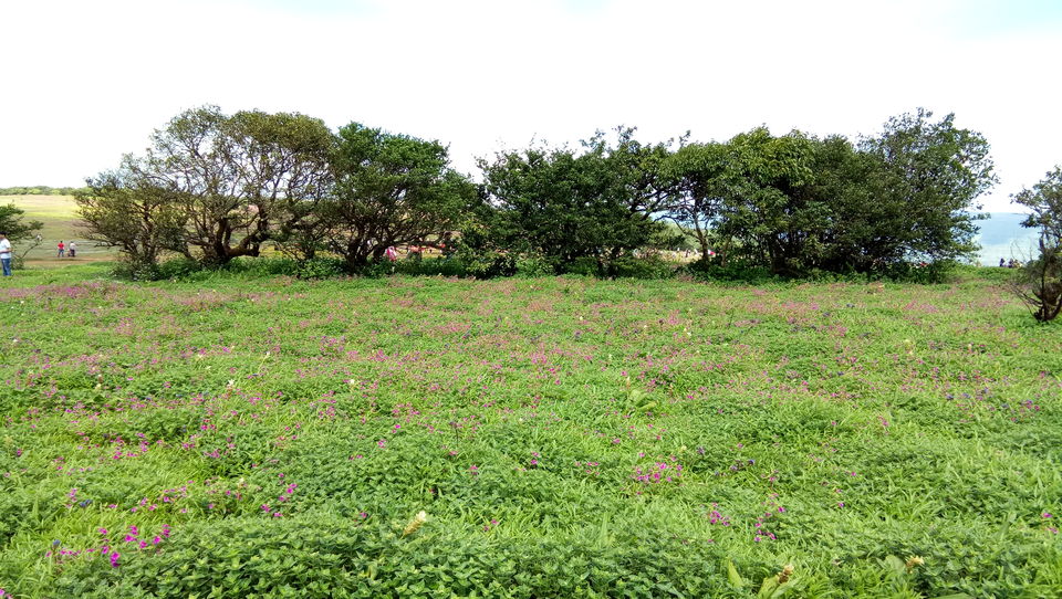 Photo of Kaas Plateau by Monaliza Palai