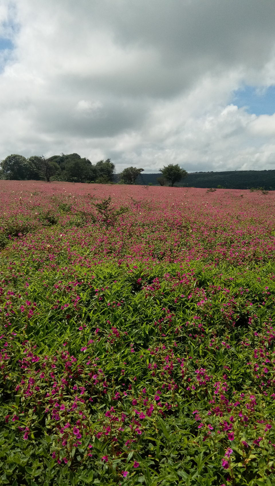Photo of Kaas Plateau of Flowers, Maharashtra by Monaliza Palai